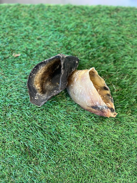 Hollow Hooves 1pc