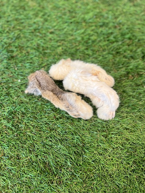 Rabbit Foot 1pc