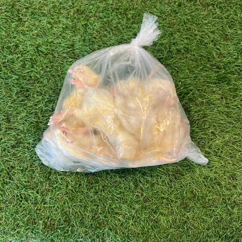 Frozen Baby Chicks (Pack of 10)